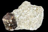 Long, Brown Dravite Tourmaline Crystal in Mica - Australia #96312-1